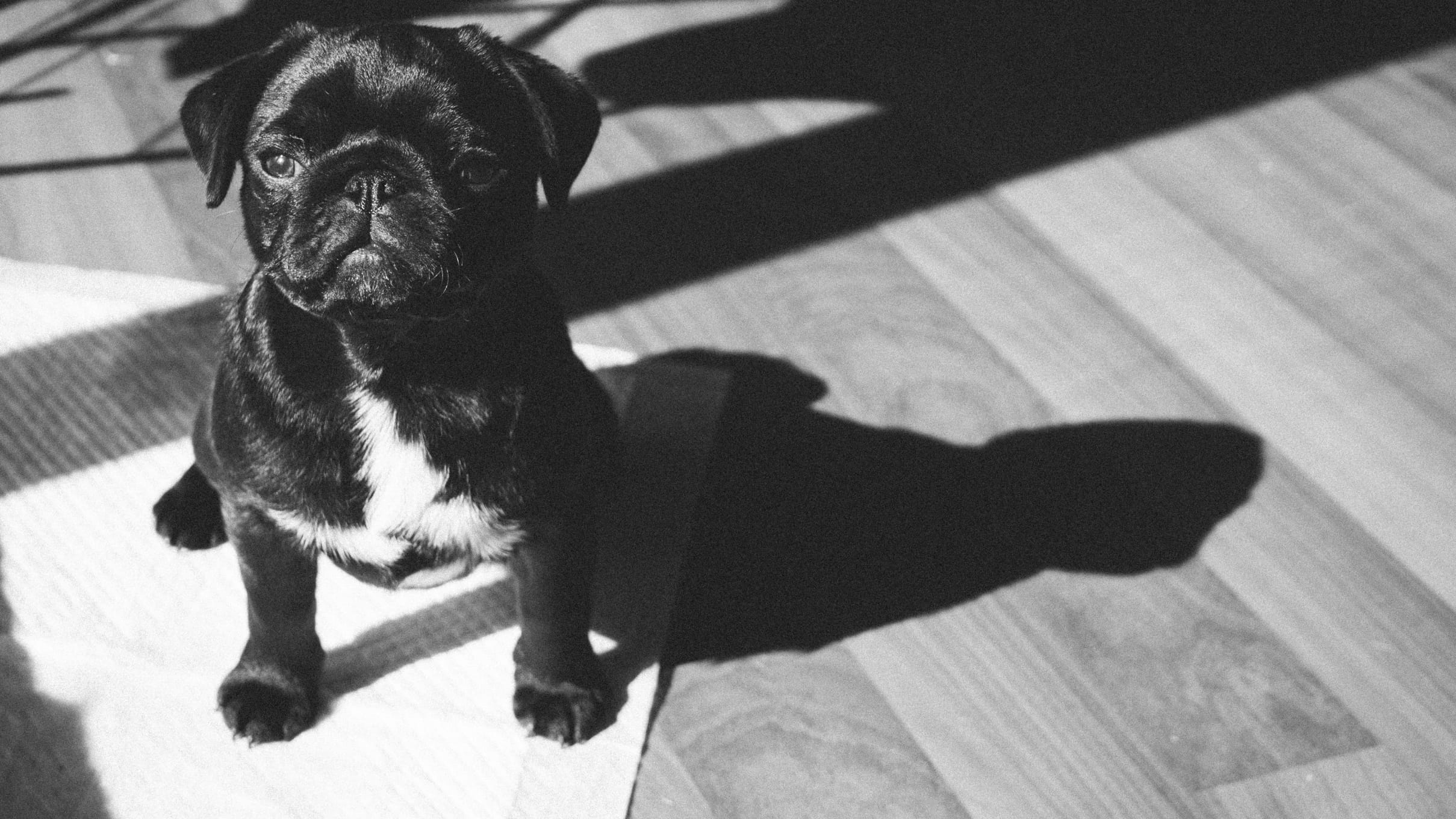 a-guide-how-to-potty-train-your-dog-or-hire-a-professional-pet
